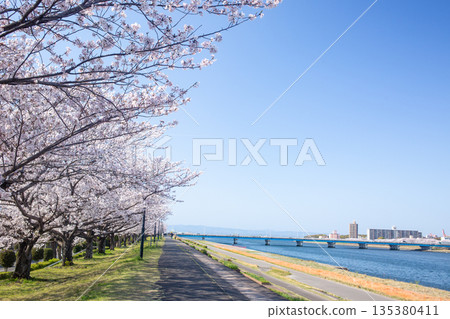 藍天大分川，櫻花盛開 135380411