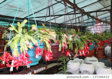 Schlumbergera truncata flower plant on hanging pot 135380412