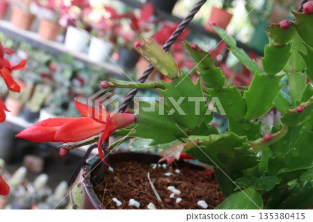 Schlumbergera truncata flower plant on hanging pot 135380415