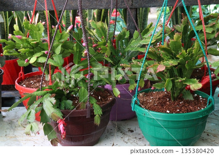 Schlumbergera truncata flower plant on hanging pot Schlumbergera truncata flower plant on hanging pot 135380420