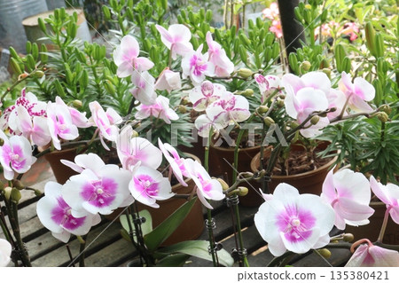 Phalaenopsis schilleriana orchid flower plant on nursery 135380421