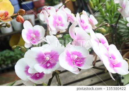 Phalaenopsis schilleriana orchid flower plant on nursery 135380422