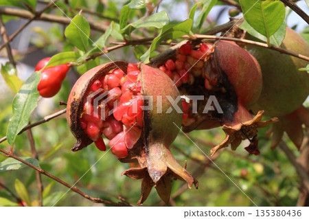 Cracked Pomegranate on treeCracked Pomegranate on tree in farm in farm Cracked Pomegranate on treeCracked Pomegranate on tree in farm in farm 135380436