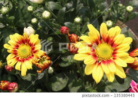 Chrysanthemum flower on farm for harvest Chrysanthemum flower on farm for harvest 135380443