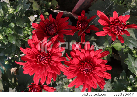 Chrysanthemum flower on farm for harvest Chrysanthemum flower on farm for harvest 135380447