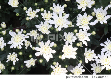Chrysanthemum flower on farm for harvest Chrysanthemum flower on farm for harvest 135380448