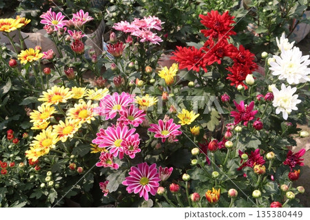 Chrysanthemum flower on farm for harvest 135380449
