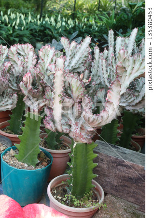 Euphorbia lactea cactus leaf plant on pot Euphorbia lactea cactus leaf plant on pot 135380453