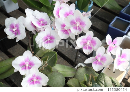 Phalaenopsis schilleriana orchid flower plant on nursery 135380454