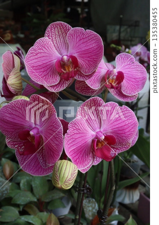 Phalaenopsis schilleriana orchid flower plant on nursery 135380455
