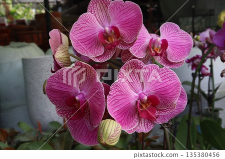 Phalaenopsis schilleriana orchid flower plant on nursery 135380456