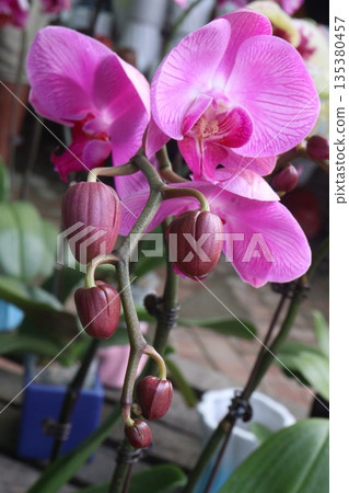 Phalaenopsis schilleriana orchid flower plant on nursery 135380457