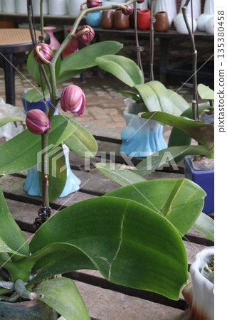 Phalaenopsis schilleriana orchid flower plant on nursery Phalaenopsis schilleriana orchid flower plant on nursery 135380458