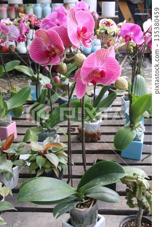 Phalaenopsis schilleriana orchid flower plant on nursery 135380459