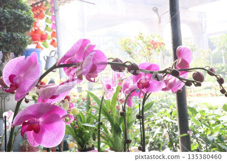 Phalaenopsis schilleriana orchid flower plant on nursery 135380460