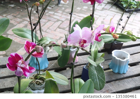 Phalaenopsis schilleriana orchid flower plant on nursery 135380461