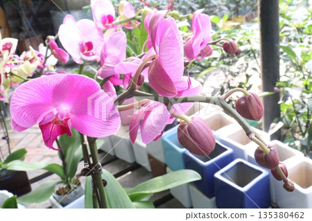 Phalaenopsis schilleriana orchid flower plant on nursery 135380462