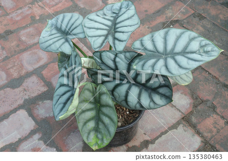 Alocasia Silver Dragon leaf plant on pot Alocasia Silver Dragon leaf plant on pot 135380463