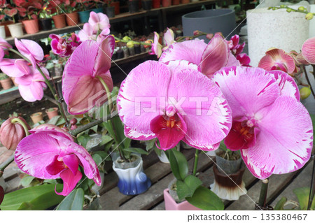 Phalaenopsis schilleriana orchid flower plant on nursery 135380467