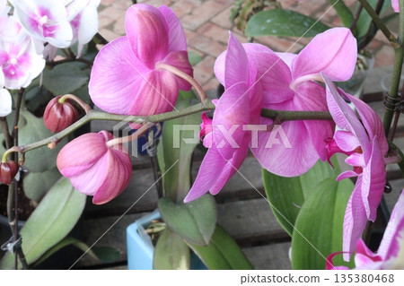 Phalaenopsis schilleriana orchid flower plant on nursery Phalaenopsis schilleriana orchid flower plant on nursery 135380468