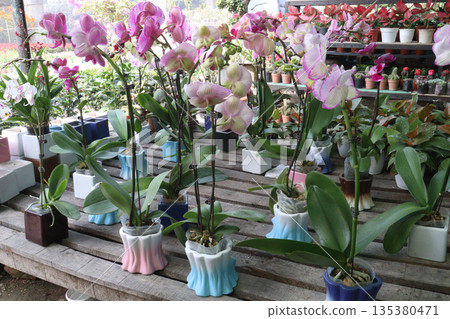 Phalaenopsis schilleriana orchid flower plant on nursery 135380471