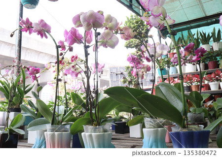 Phalaenopsis schilleriana orchid flower plant on nursery 135380472