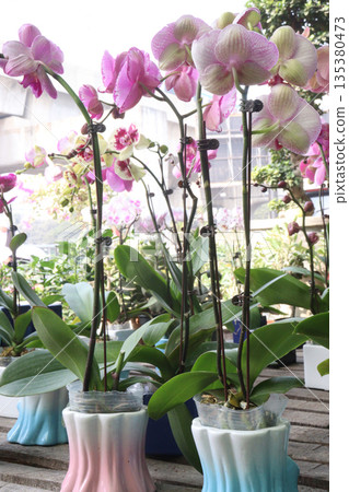 Phalaenopsis schilleriana orchid flower plant on nursery 135380473