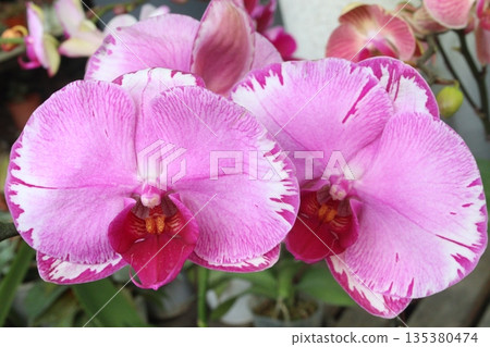 Phalaenopsis schilleriana orchid flower plant on nursery Phalaenopsis schilleriana orchid flower plant on nursery 135380474