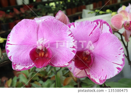 Phalaenopsis schilleriana orchid flower plant on nursery Phalaenopsis schilleriana orchid flower plant on nursery 135380475
