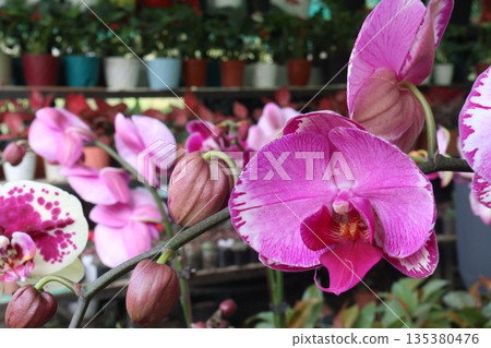 Phalaenopsis schilleriana orchid flower plant on nursery 135380476