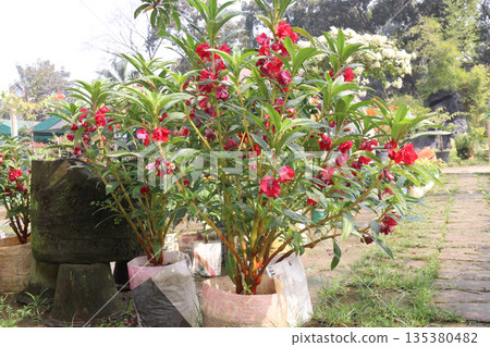 Impatiens balsamina flower plant on bag Impatiens balsamina flower plant on bag 135380482