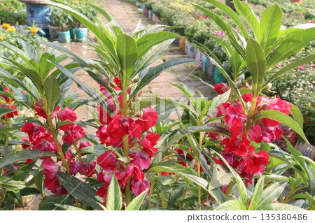 Impatiens balsamina flower plant on bag 135380486