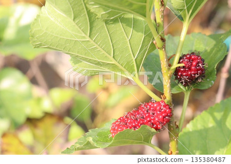 Mulberry on tree in farm for harvest Mulberry on tree in farm for harvest 135380487