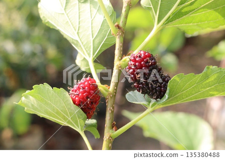 Mulberry on tree in farm for harvest Mulberry on tree in farm for harvest 135380488