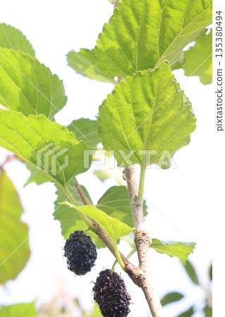 Mulberry on tree in farm for harvest Mulberry on tree in farm for harvest 135380494