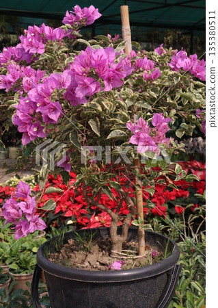 Bougainvillea flower plant on farm 135380511