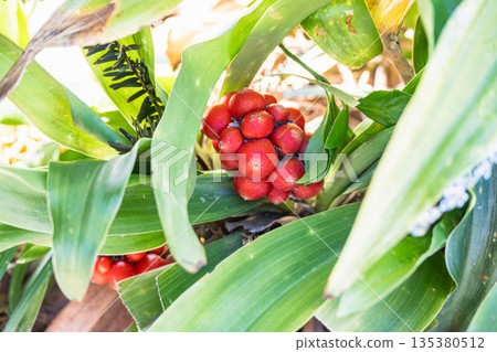 Evergreen with red berries 135380512