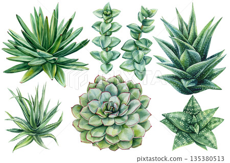 Succulent plants set watercolor with agave aloe echeveria rosettes and green leaves isolated on white 135380513