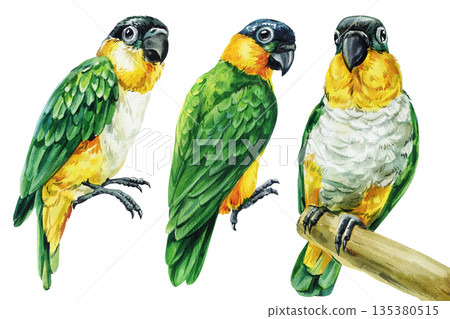 Green parrot watercolor set with cute caique birds isolated on white for tropical pet shop branding nursery decor and stickers Green parrot watercolor set with cute caique birds isolated on white for tropical pet shop branding nursery decor and stickers 135380515