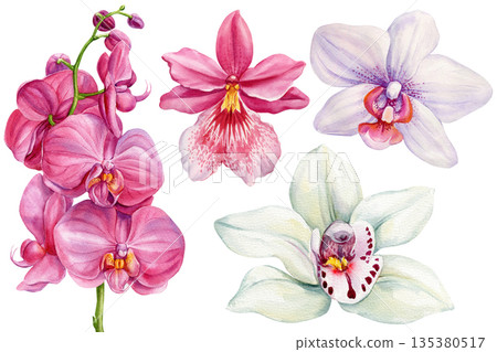 Watercolor orchids set with pink phalaenopsis blooms and white orchid flowers isolated on white for wedding invitations 135380517