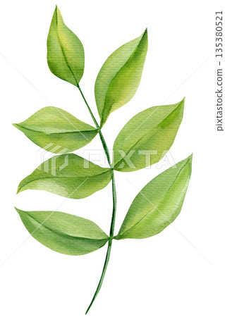 Green leafy branch watercolor sprig with soft oval leaves isolated on white for botanical wedding invitations and eco decor 135380521