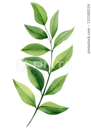 Green leafy branch watercolor botanical leaves sprig isolated on white background for natural wedding stationery Green leafy branch watercolor botanical leaves sprig isolated on white background for natural wedding stationery 135380524