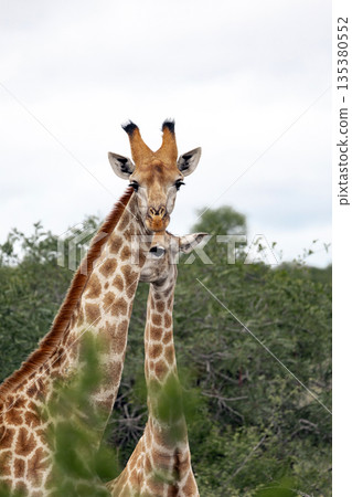 Giraffe with its baby in Kruger National Park. Wild animal during safari trip Giraffe with its baby in Kruger National Park. Wild animal during safari trip 135380552