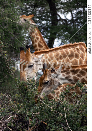 Three giraffe feeding from tree. Wildlife animal eating leaf. African safari. 135380553
