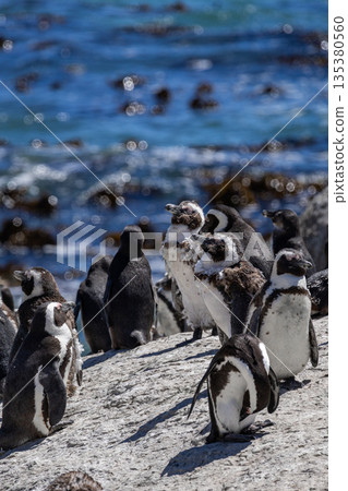 Group of cape penguin standing on rocky beach near blue ocean. African penguins Group of cape penguin standing on rocky beach near blue ocean. African penguins 135380560