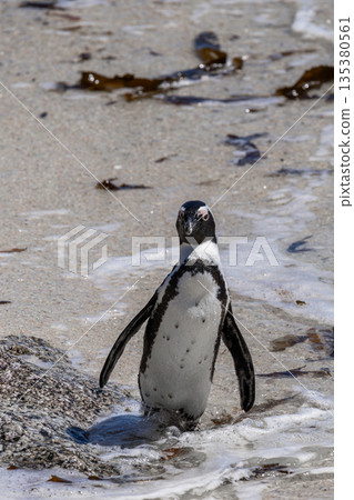 African penguin standing in shallow ocean water on a sandy beach African penguin standing in shallow ocean water on a sandy beach 135380561