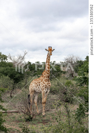 Giraffe in natural bushveld. Wildlife safari adventure in African savanna Giraffe in natural bushveld. Wildlife safari adventure in African savanna 135380562