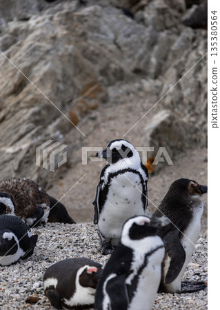 African penguin standing on a rocky beach with others around it, wildlife African penguin standing on a rocky beach with others around it, wildlife 135380564