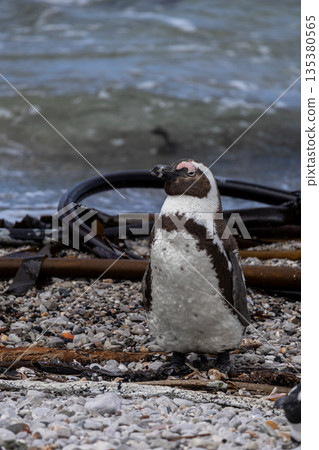 African penguin standing on pebble beach with ocean water 135380565