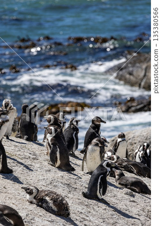 African penguin colony on rock near ocean. Wild animal conservation African penguin colony on rock near ocean. Wild animal conservation 135380566